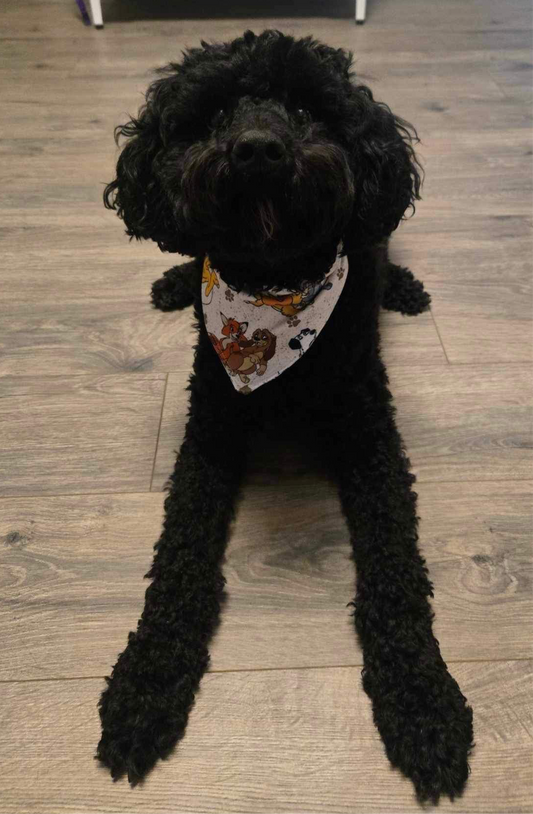 Collar Dog bandana